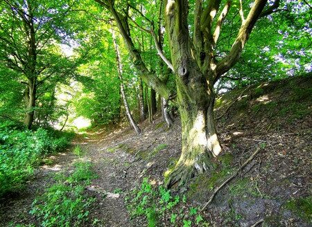 Zabudowana działka nad rzeką oraz las, 1/2 udziału, Przewodowice
